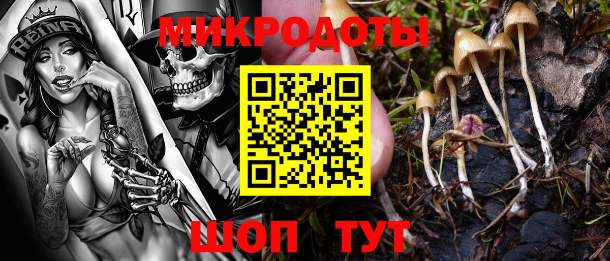 Псилоцибиновые грибы Psilocybe Алапаевск